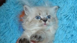 eleveur chat siberien race pure