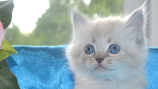 chat race siberien hypoallergenique