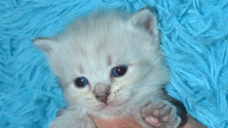 chat de race siberien