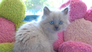 chaton a reserver noel siberien