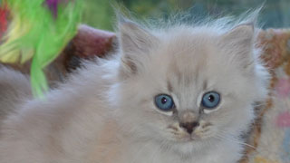 chat sieberien alavage ariege