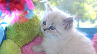 chatterie siberien chaton