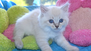 champion du monde siberien chaton