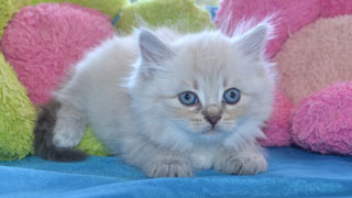 chaton a vendre siberien