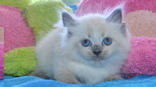 blue point siberien chaton