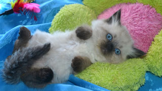 chaton siberien champion france ariege