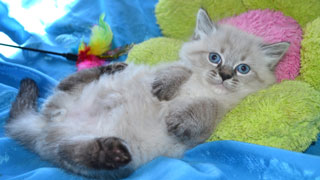 elevage chatons siberiens