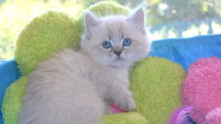 eleveur race chat siberien