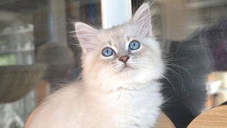 chaton siberien hypoallergenique altichat