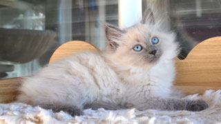blue point siberien chaton