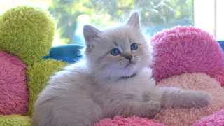 elevage chat pure race siberien pro chaton