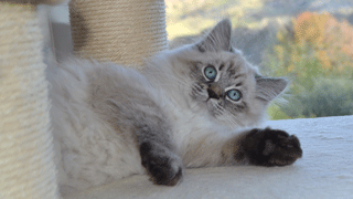 eleveur siberien hypoallergenique