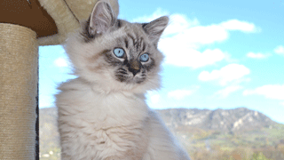 elevage chatons siberiens