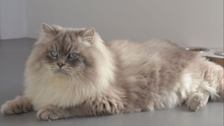 chatterie chat siberien chaton eleveur champion