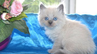 elevage toulouse ariege siberien neva masquerade