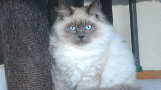 elevage siberien pure race