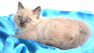 elevage siberien pure race