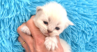 chaton siberien gros