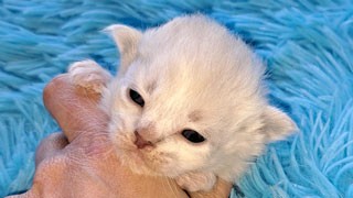 elevage toulouse ariege siberien race