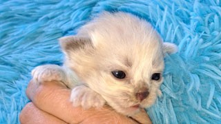 eleveur siberien race