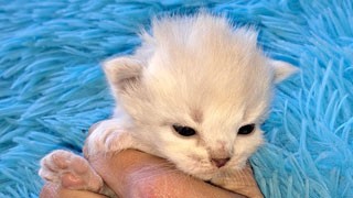 elevage chat siberien toulouse