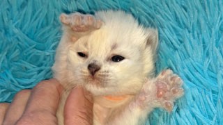 chat de race siberien france