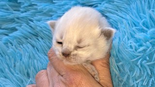 chaton a vendre siberien race