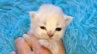 eleveur race chat siberien ariege