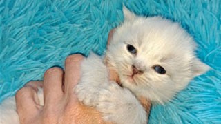 elevage siberien pure race 2026