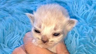 elevage chat pure race siberien champion