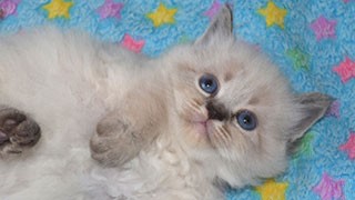 elevage chat pure race siberien champion