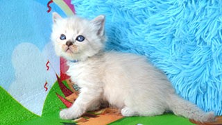elevage chat siberien toulouse