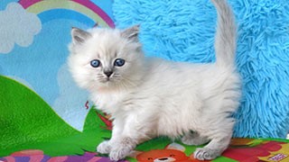 chat de race siberien france