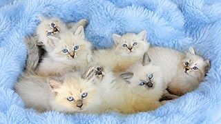 chaton siberien pure race hypoallergenique