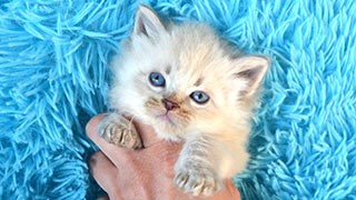 chaton a vendre siberien race pure