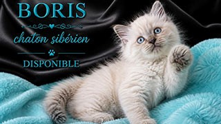 recherche chaton