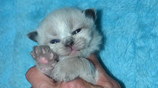 chat de sibérie