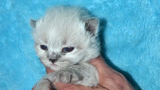 chaton à vendre