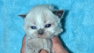 éleveur de chat