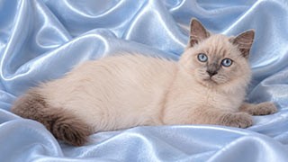 recherche chaton