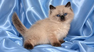 chat de sibérie