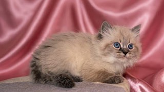 chaton à vendre