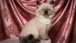 éleveur de chat