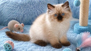 éleveur de chat