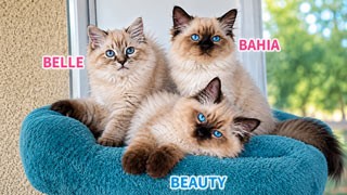 recherche chaton siberien