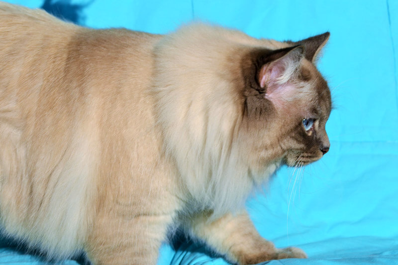 gros chat siberien ariege elevage altichat