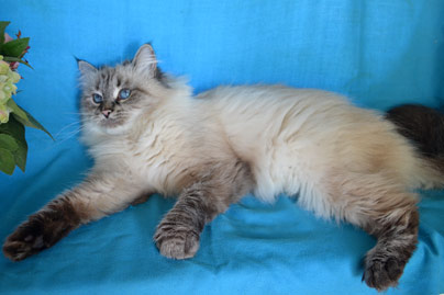 chaton altichat