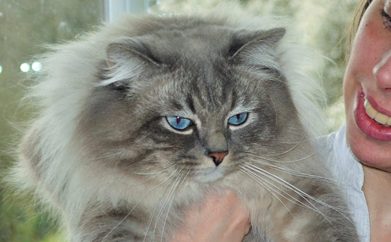elevage ariege siberien gros chat yeux bleu