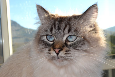 chat race siberien