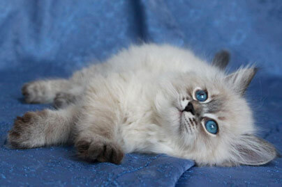 chat-yeux-bleus-chatterie-siberien-gd